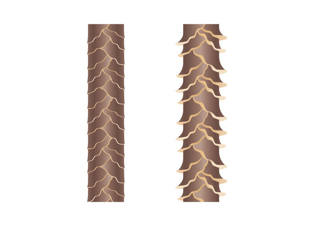 キューティクル.jpg